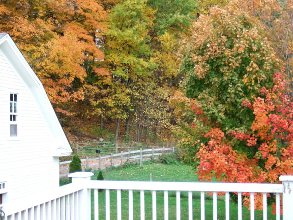 fall trees